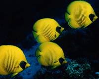 pic for School of yellow fish 1600x1280